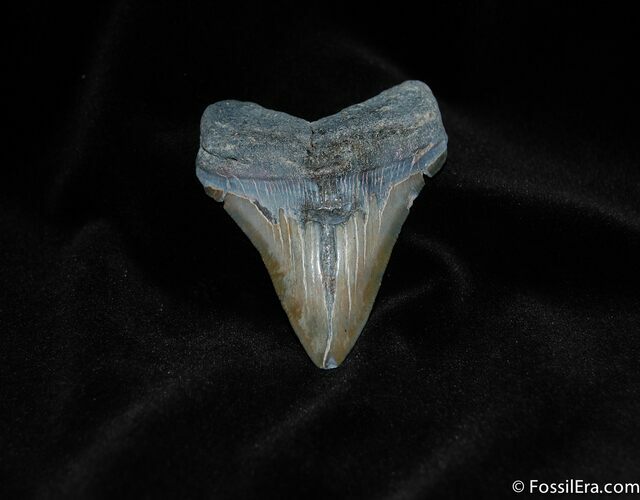 Nice Inch Megalodon Tooth #111